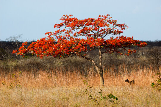 cabra debaixo de um p&eacute; de flaboyant florido na caatinga - vegeta&ccedil;&atilde;o t&iacute;pica do nordeste brasileiro