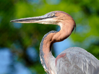Portrait of Goliath heron (Ardea goliath), also known as the giant heron and seen from profile