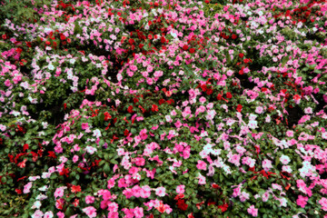 pink and white flowers