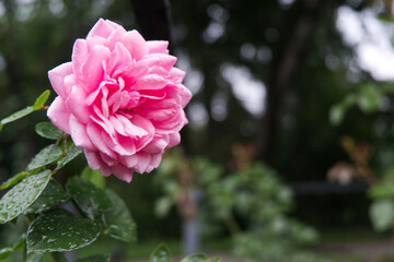 pink rose in garden
