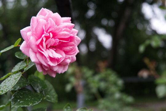 pink rose in garden © nekrasov50