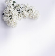 Branches of white lilac on a white background. Spring flower arrangement. Background for a greeting card.
