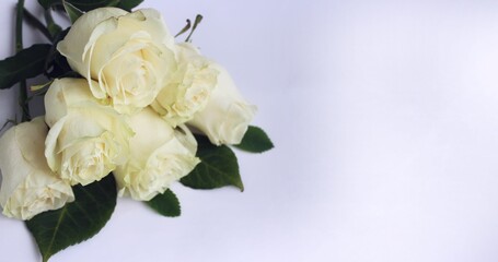 White roses on a white background. A festive bouquet. Background for a greeting card.