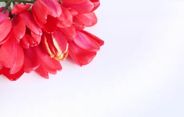 Bouquet of red tulips on a white background. Spring flower arrangement. Background for a greeting card.