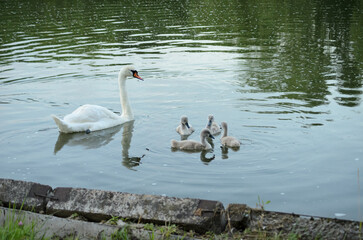 swan on the lake