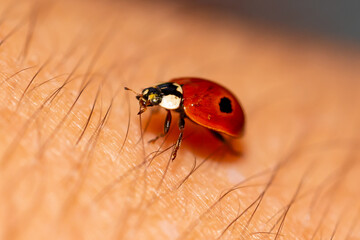 Macro photo of red ladybug on human hair and skin. Winged insect. Insect on the skin.