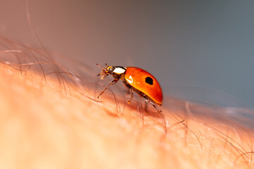 Macro photo of red ladybug on human hair and skin. Winged insect. Insect on the skin.