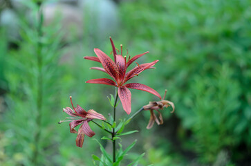 red and yellow flowers