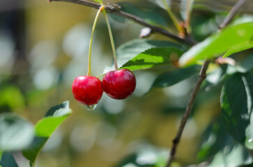 red cherries on a branch