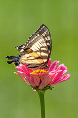 Fototapeta na wymiar Yellow swallowtail butterfly perched on pink zinnia flower with green background