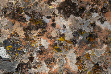 Lichens growing on limestone