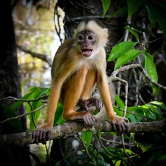 White-Fronted Capuchin (Cebus albifrons)