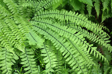 Maidenhair Fern