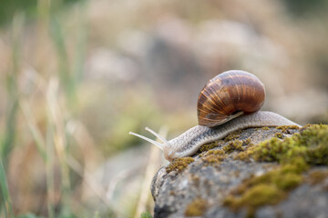 burgundy snail in the nature