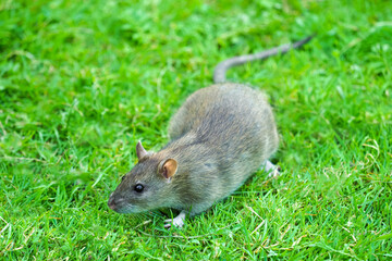 Naklejka na ściany i meble Common rat or Rattus norvegicus walking in the green grass