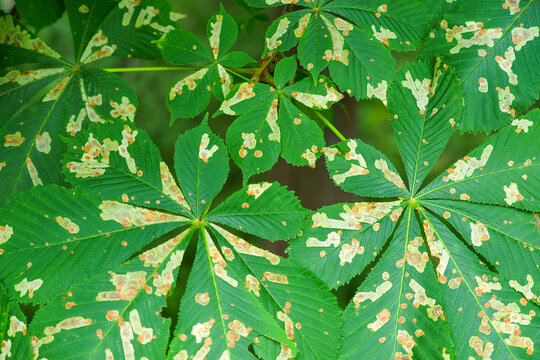 Guignardia aesculi, Guignardia blotch of buckeyes Aesculus hippocastanum. Horse chestnut leafs affected by leaf-mining moth resulting in brown stains