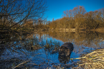 the mirroring of the water level at the confluence of the Vltava and Berounka rivers in Prague's...