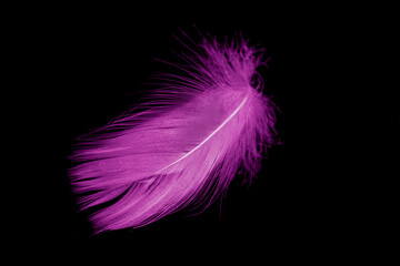 violet feather goose on a black isolated background