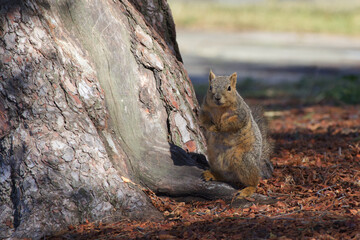 Squirrel in the park