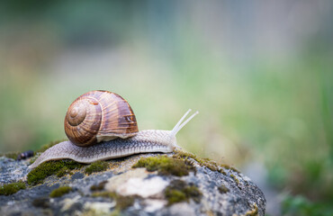 burgundy snail in the nature