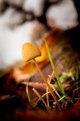 Le détail fait la perfection dans la nature. Campagne Genevoise, Suisse