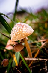 Le détail fait la perfection dans la nature. Campagne Genevoise, Suisse