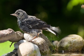 Young white wagtail shakes water from its feathers after bathing in the water of a bird watering hole. Czechia.