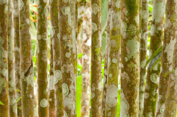 Fresh and contrasting shades of green in a dense bamboo grove. shallow dof - stock photo