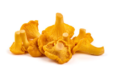Chanterelle or girolle mushrooms, isolated on white background.