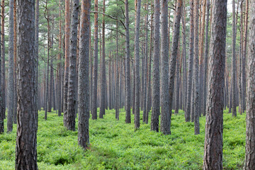 Pine tree forest in Latvia, Melnsils