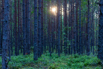 Pine tree forest in Latvia, Melnsils