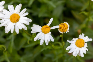 A daisy with missing leaves 