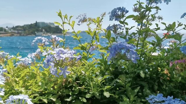 Blue ixora flowers close up against the blue mediterranean sea in Turkey. Summer background.