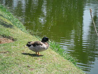 Pato é o nome comum para numerosas espécies de aves aquáticas pertencentes à família Anatidae.	
