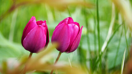two bright pink tulips on a green background. space for copying . calendar. pink flowers . nature