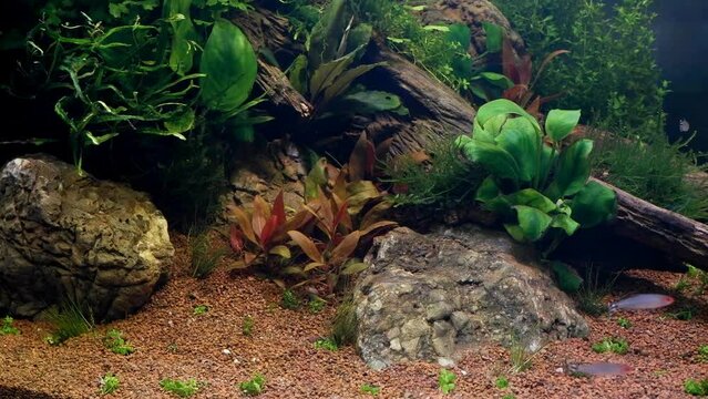 ryoboku aquascape design with driftwood and stones on gravel substrate, healthy plants and moss, blurred fish, demanding, complicated Amano style nature freshwater aquarium for experienced aquarist
