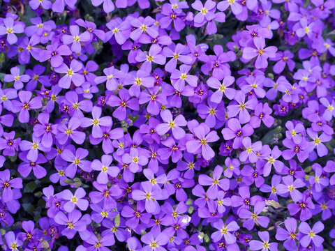 a lot of small purple flowers of the small periwinkle in spring, front view. purple background with flowers.