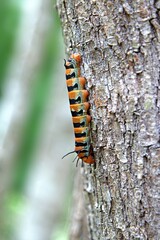 Giant silk moth caterpillar