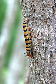 Giant Silk Moth Caterpillar
