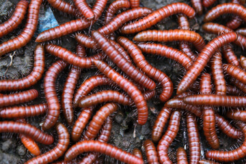 Red millipidae, Trigoniulus Corallinus, group of millipedes in Farm. This happens in the month of...