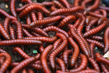 Red millipidae, Trigoniulus Corallinus, group of millipedes in Farm. This happens in the month of June, July in forests and hilly areas in India. selective focus.