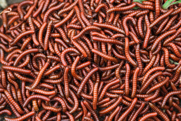 Red millipidae, Trigoniulus Corallinus, group of millipedes in Farm. This happens in the month of June, July in forests and hilly areas in India. selective focus.