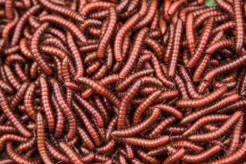 Red millipidae, Trigoniulus Corallinus, group of millipedes in Farm. This happens in the month of June, July in forests and hilly areas in India. selective focus.