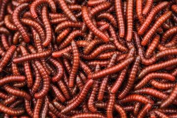 Red millipidae, Trigoniulus Corallinus, group of millipedes in Farm. This happens in the month of June, July in forests and hilly areas in India. selective focus.