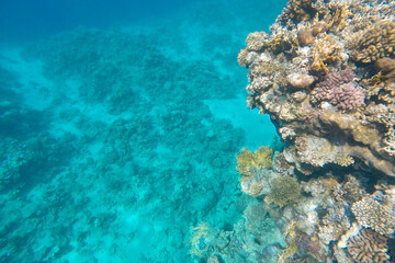Colorful coral reef in azure sea water.