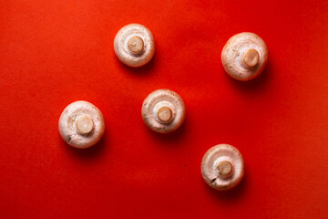 porcini mushrooms on a red background top view