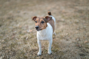 Pedigree jack russell terrier on a walk in the park in autumn.