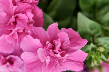 Close-up of pink terry petunia flowers. Floral background. Nature pattern wallpaper or greeting card