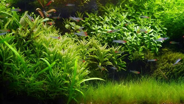 dense healthy plants and moss, active shoal of fish, ryoboku aquascape design with aquatic vegetation, demanding, demanding complicated Amano style nature freshwater aquarium for experienced aquarist
