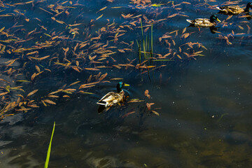 Wild gray ducks swimming in a pond among algae